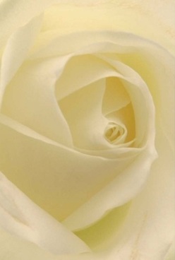 This intimate portrait of a rose was carefully arranged by the floral artists at Flowers Chesham, inspired by the gentle palette found along the town's leafy avenues. The ivory petals, soft as velvet, spiral inward in a serene, perfect harmony, their subtle cream and pale lemon tones glowing under diffused, natural light-like early sunshine spilling into local markets on a quiet Chesham morning. Each layer invites both the eye and imagination to explore its delicate curves, with shadow and light playing tenderly across the flower's textured surfaces. The bloom exudes the calming anticipation that often accompanies cherished occasions-whether welcoming a new beginning, marking an anniversary, or offering heartfelt comfort in times of sorrow. Its graceful form, captured in exquisite detail, is a timeless emblem of love and thoughtfulness, imbued with the understated elegance that defines our floral arrangements here in Chesham. You can almost sense the faint, uplifting fragrance lingering in the air, reminiscent of spring breezes drifting through vale-side gardens. This rose's quiet sophistication and fresh, hand-crafted beauty echo the distinctive care with which every bouquet is made and delivered across Chesham, ready to bring comfort, joy, or remembrance to someone special within our vibrant local community.