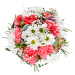 This bouquet is a vibrant tribute to the cheerful atmosphere found throughout Chesham, its composition carefully shaped to capture moments of joy and the gentle spirit of renewal. At the centre, crisp white daisies radiate, their lime-green eyes sparkling amid ruffled clouds of coral-pink carnations that pulse with colour and texture. Baby's breath, light and frothy as early-morning mist, sparkles across the display, lending a breathy softness and a sense of openness. Touches of purplish-pink alstroemeria buds and dusky eucalyptus leaves peek between blossoms, infusing the bouquet with subtle scent and natural elegance evocative of walks past Chesham's water meadows in spring. All rests on a bed of mixed green foliage-some softly silvery, others deep and lustrous-each sprig adding to the visual and tactile richness. This arrangement glows with positive energy, ideal for marking celebrations, brightening a loved one's milestone, or as a daily gesture of comfort and delight for homes and offices in Chesham. It evokes the devotion and artistry of local florists, bringing together tradition, freshness, and a sincere desire to make someone's day truly special.